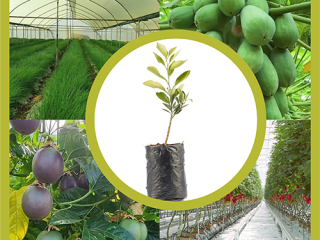 Sustainable Development & ESG Advisory